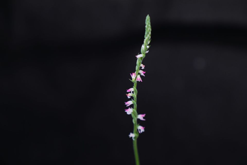 国家植物园兰花展大年初一开幕,首次展出盘龙参