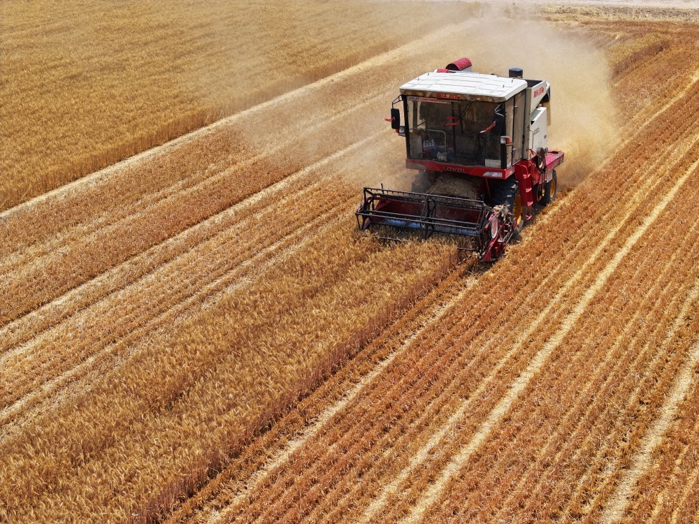 小麦收割忙 田间好"丰"光