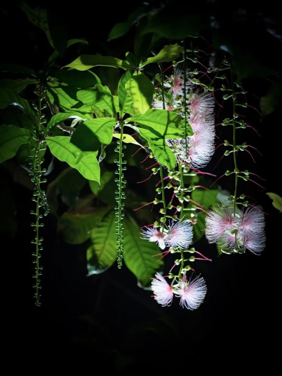 儋州诗人笔下的玉蕊花有多美?快来看看