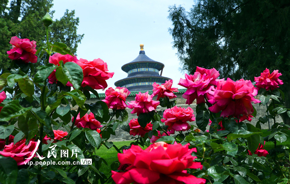 天坛公园月季花展时间图片