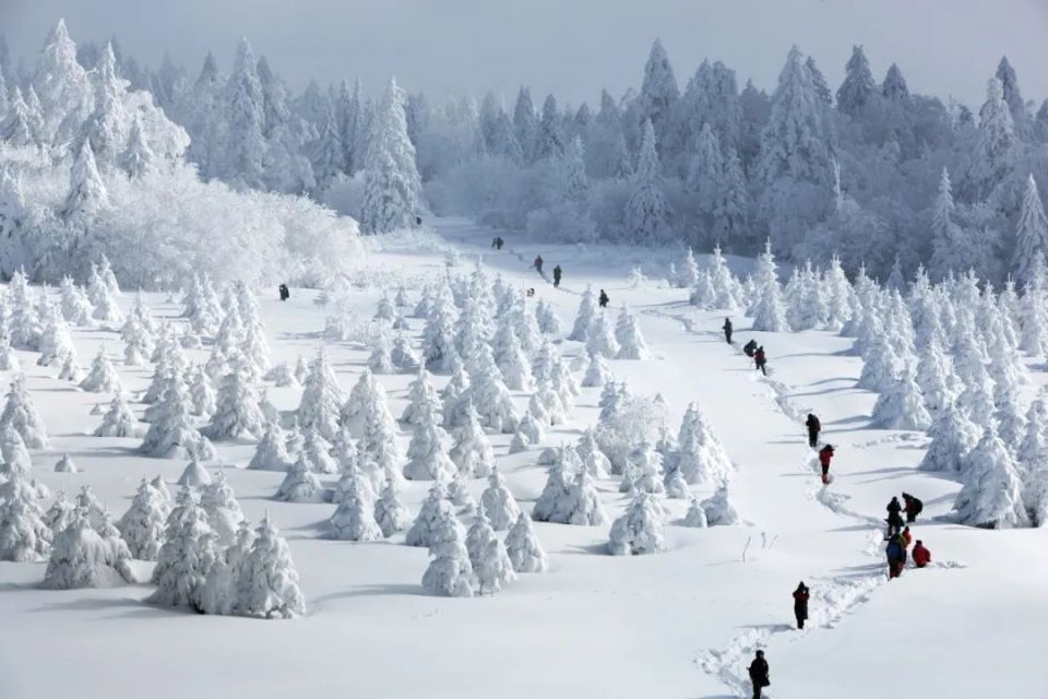 延边的雪漫天皆白一场大雪御寒正当时万物潜藏飞漫天
