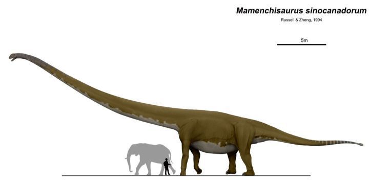 史上脖子最長的恐龍長度可達175米就在我國為何能長這麼長