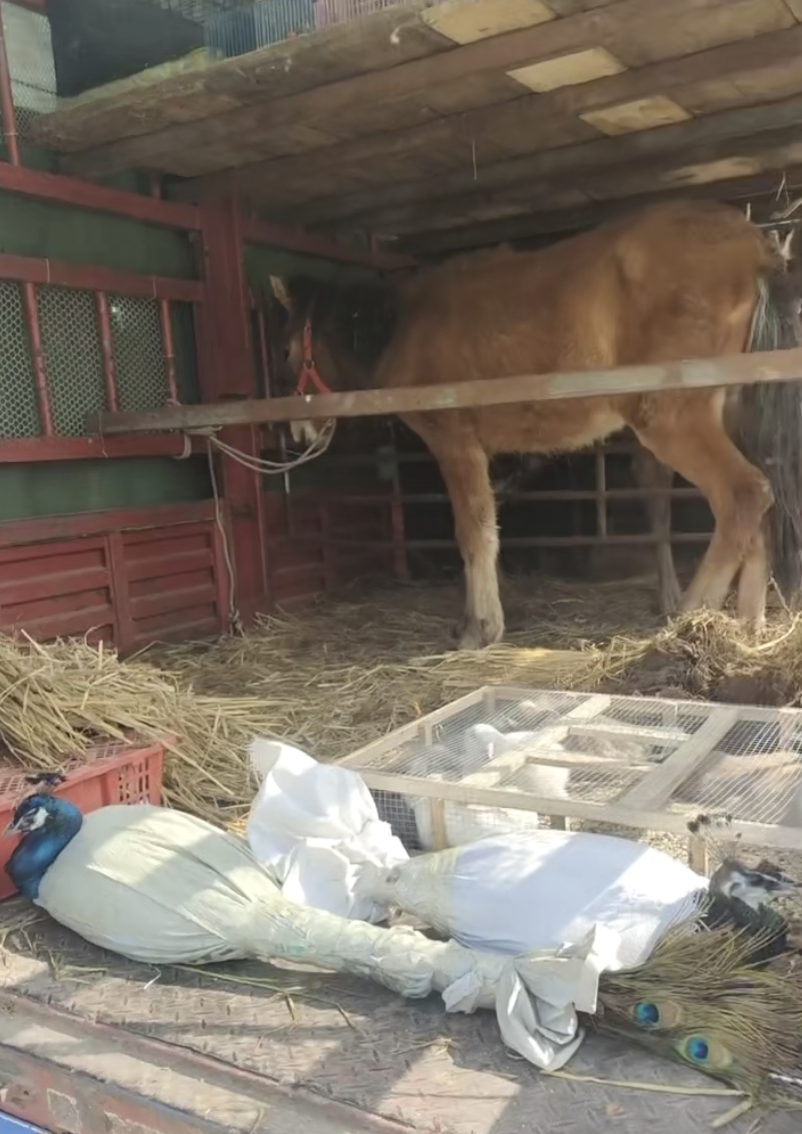 20只东北虎死亡揭开动物租赁乱象:租老虎月均五六万,商家建议"先打