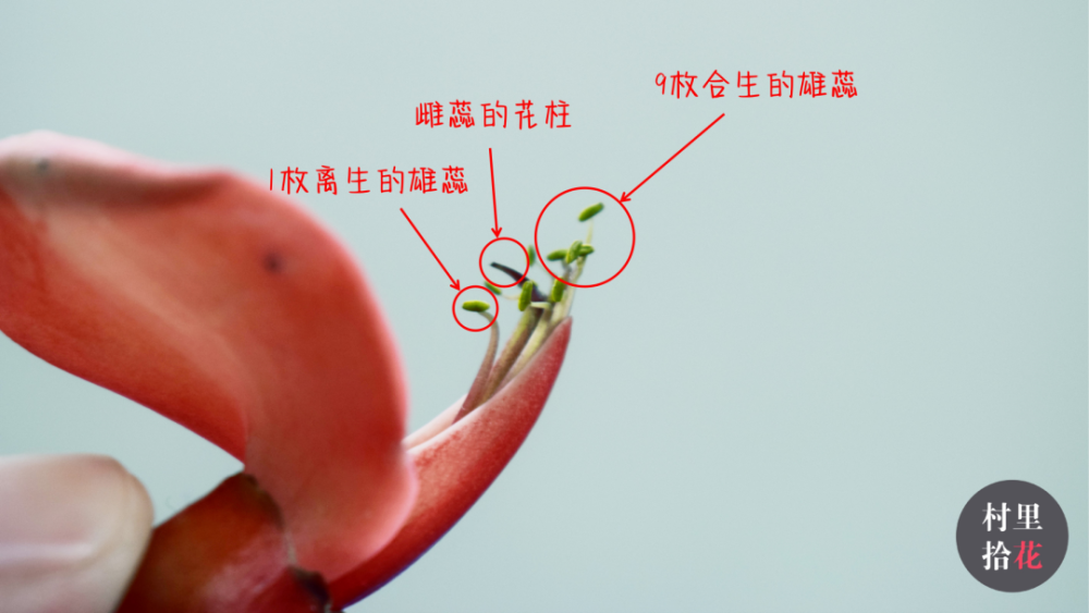 冠生雄蕊代表植物图片
