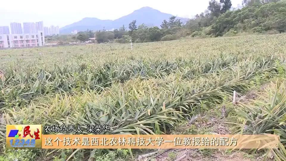 台湾凤梨 种植图片