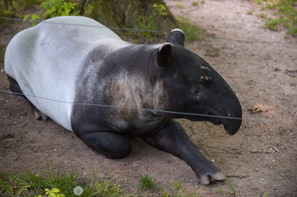 这是5月20日在波兰普沃茨克动物园拍摄的一只马来貘.