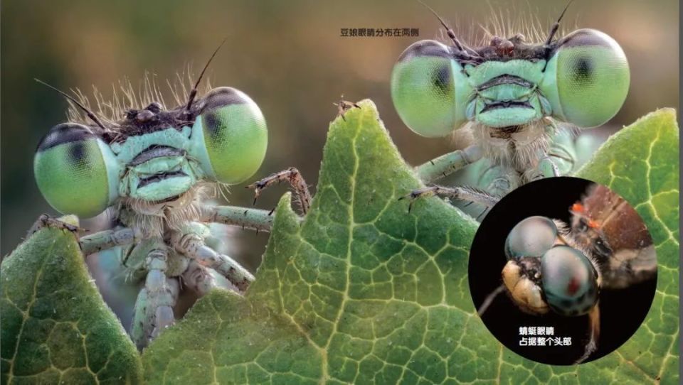 蜻蜓和豆娘,如何来分辨?_腾讯新闻