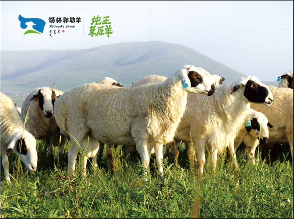 锡林郭勒羊成为内蒙古唯一入选的区域公用品牌!