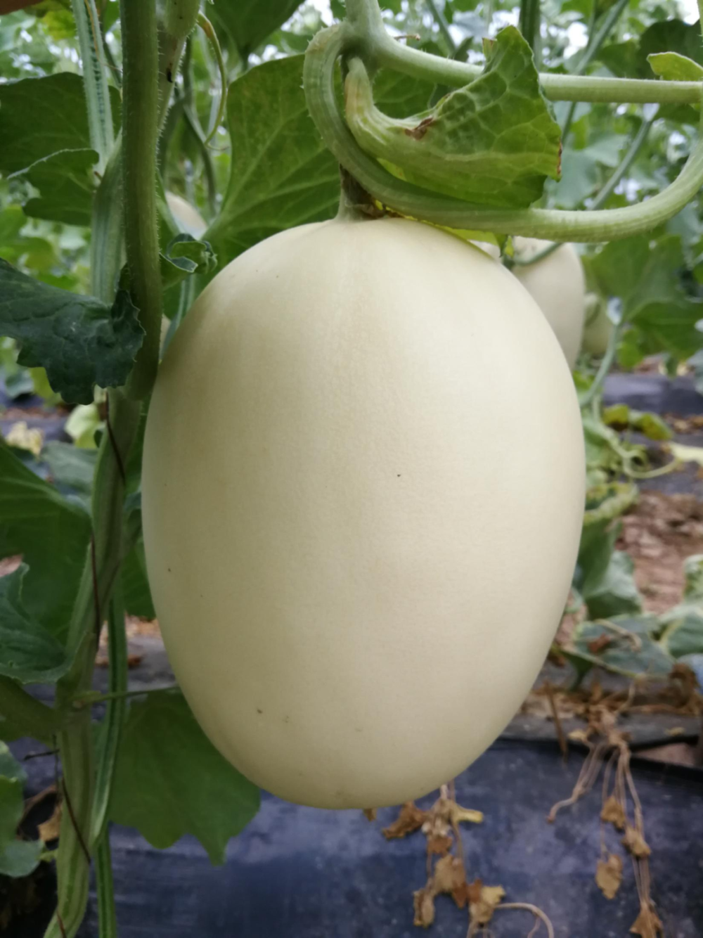 坐神舟飞船上过太空的食物啥味啊?真香!