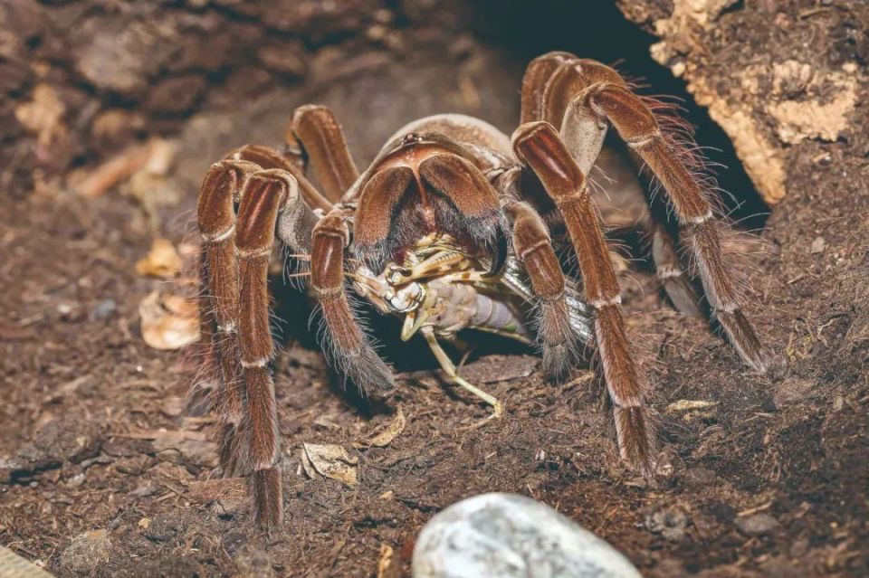 最大的蜘蛛有多大?