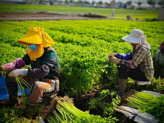 清晨,在一处农田里,40余名村民正采收着成熟的芹菜,拔菜,清土,修叶