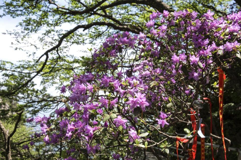 河南鲁山:尧山杜鹃花盛开