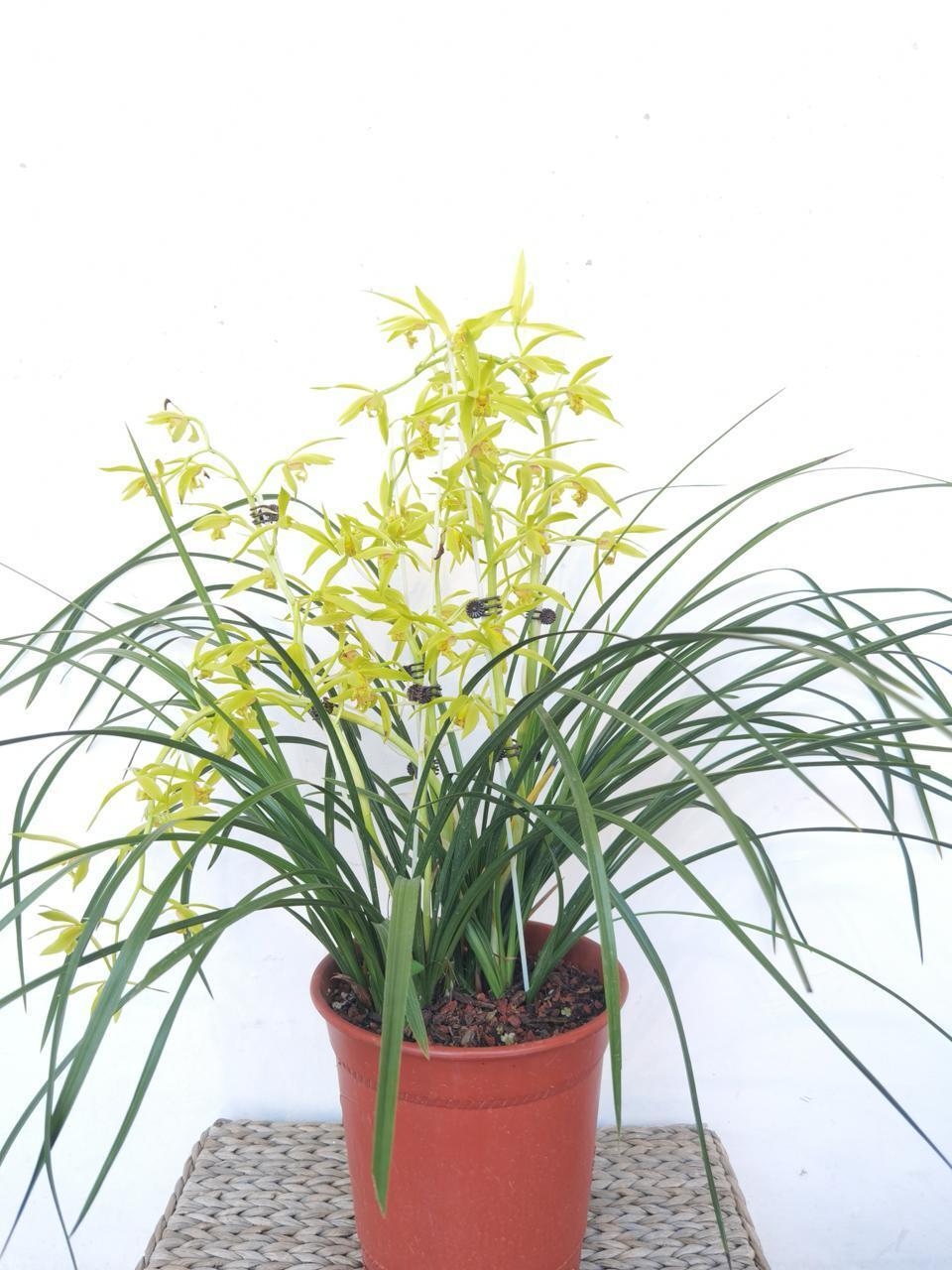 来湘江新区茶夕湾品兰花,看画展,享余闲,赴一场春日之约