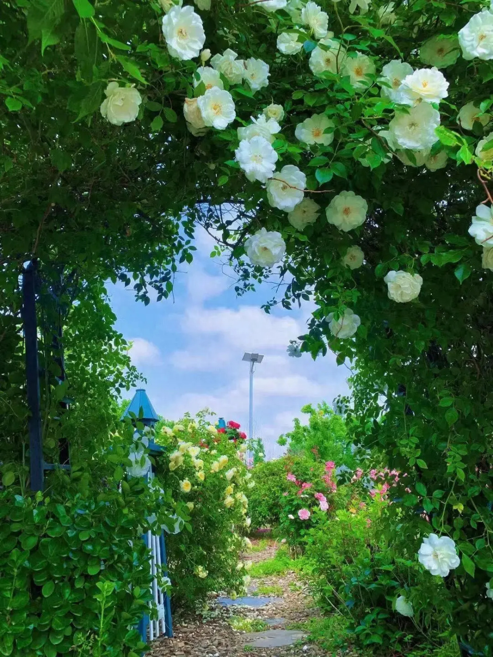 日照又一处隐匿的神秘花园!2000种花朵盛放,浪漫又惊艳!