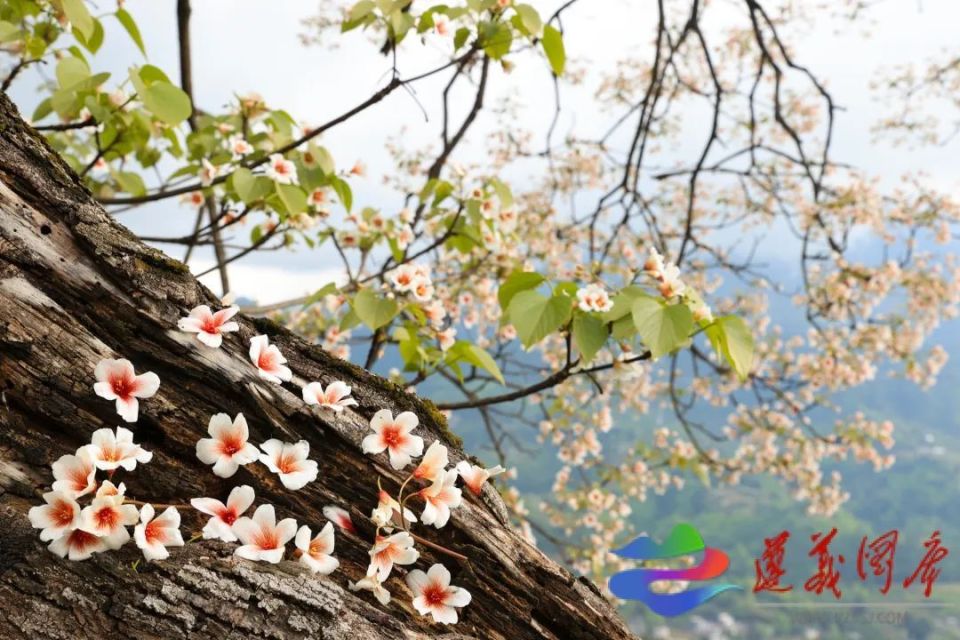 正安娇艳桐花引客来