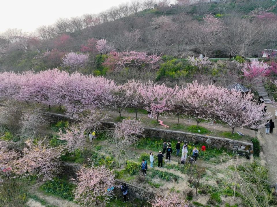 杭州樱花谷50元门票值不值,高速免费攻略来了_腾讯新闻