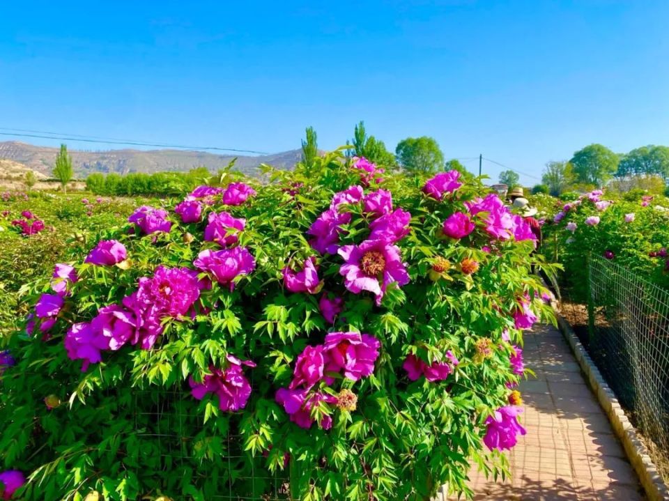 临洮曹家坪牡丹园