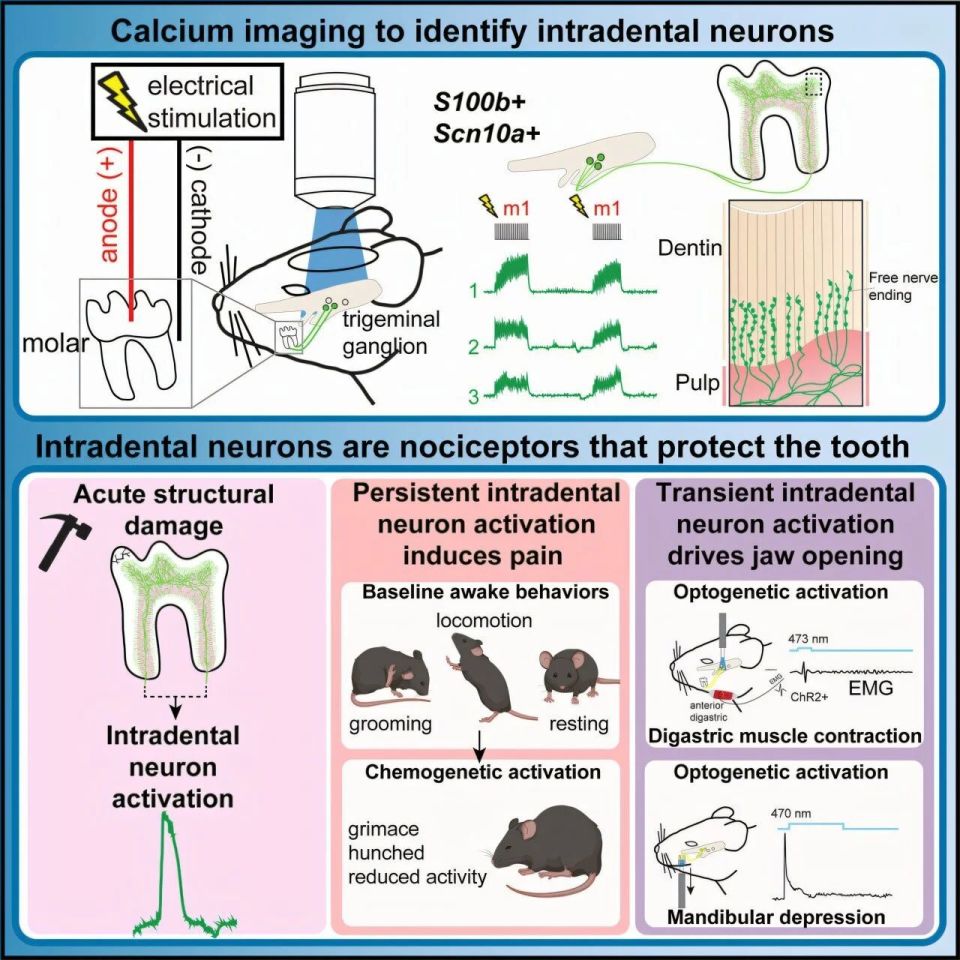 追问weekly | 过去一周，脑科学领域有哪些新发现？-腾讯新闻