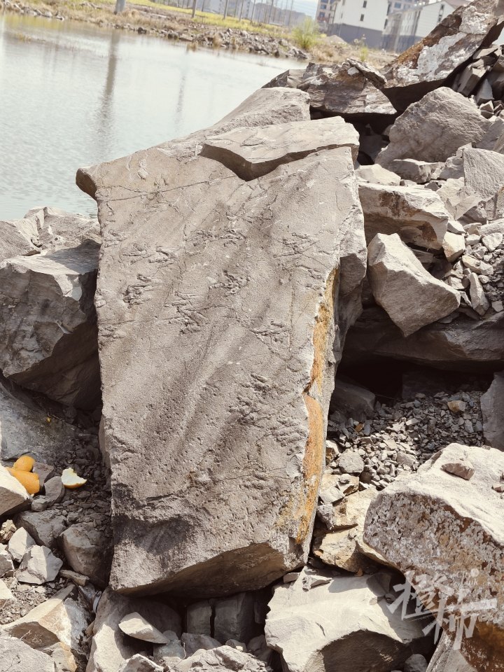 浙江地区首次发现大量小型兽脚类恐龙足迹