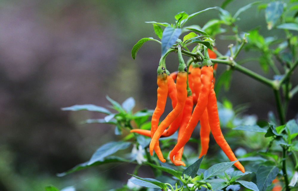龙心大悦,甚是喜爱,钦点为"贡椒",并要求年年进贡,由此,三樟黄辣椒