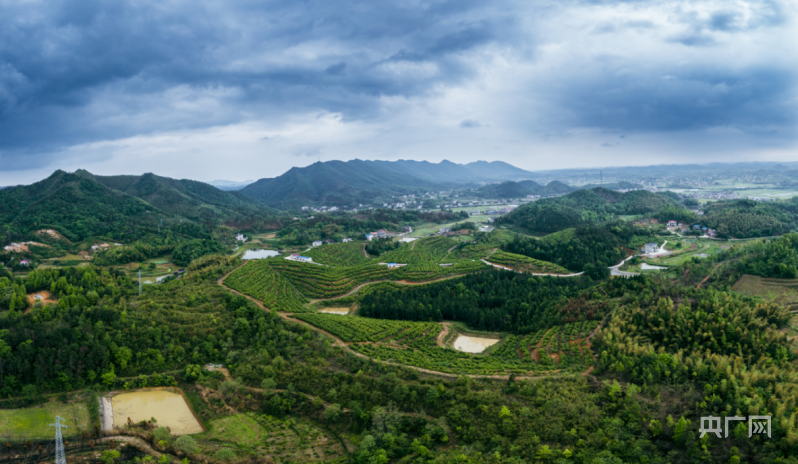 娄底万亩油茶林清秀又富民