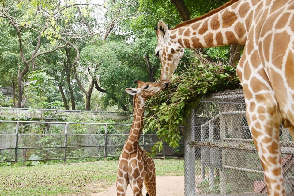 一出生身高一米八!深圳野生动物园长颈鹿家族新添"女娃"_腾讯新闻