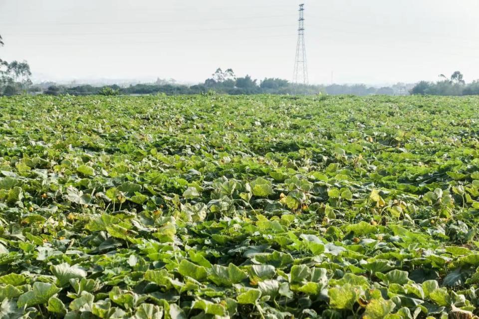 江门台山:"南瓜大王"带领村民撂荒地种南瓜,打开乡村振兴致富新大门