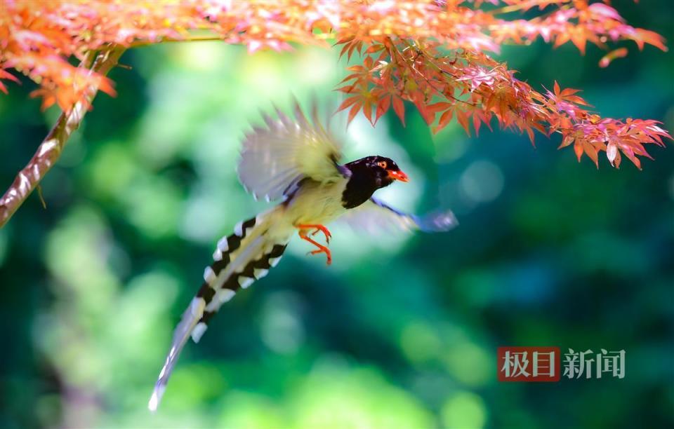 "鸟爸爸"与野鸟建立深厚情谊,喂食场景成摄影师镜头下的美景