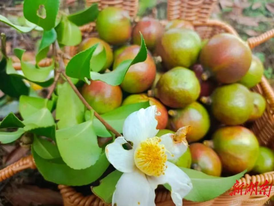 首届湖南油茶节缘何花落祁阳