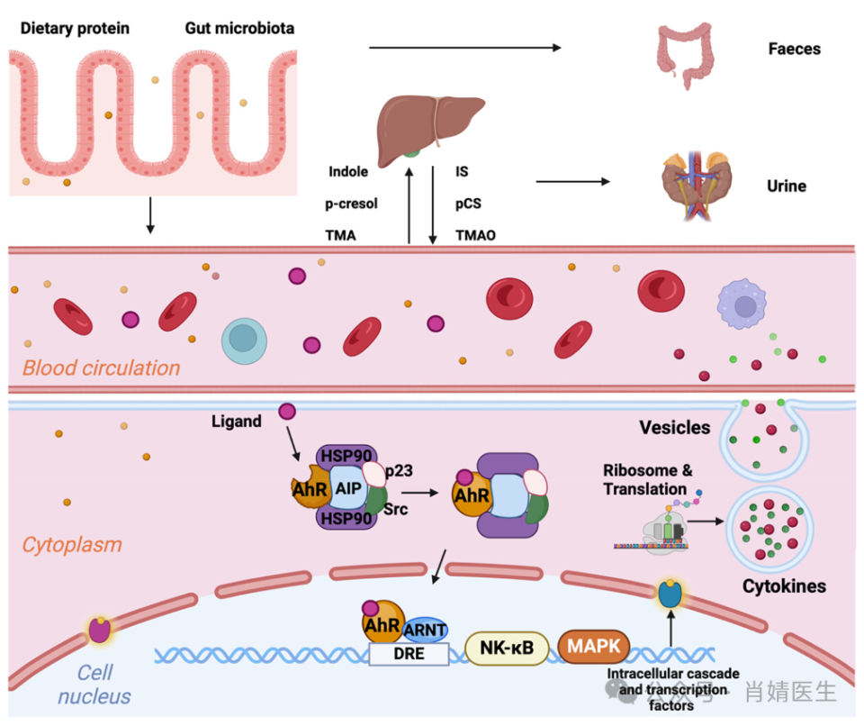 蛋白质,例如色氨酸,酪氨酸和l-肉碱(赖氨酸),被肠道细菌消化成生物