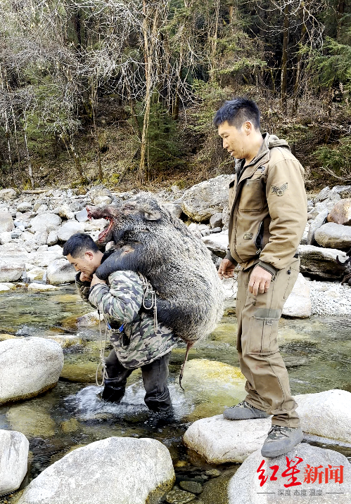 揭秘“野猪猎捕队”｜“职业猎人”月薪过万，飞手、机油手各司其职 有团队一年投入百万元