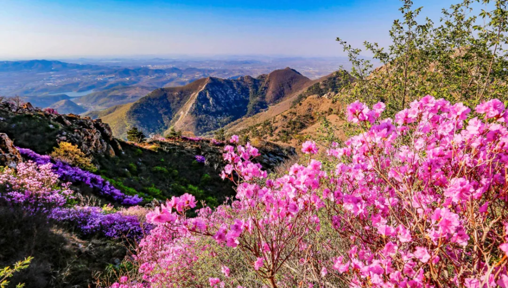 醉美杜鹃花海季,我在大黑山等你!