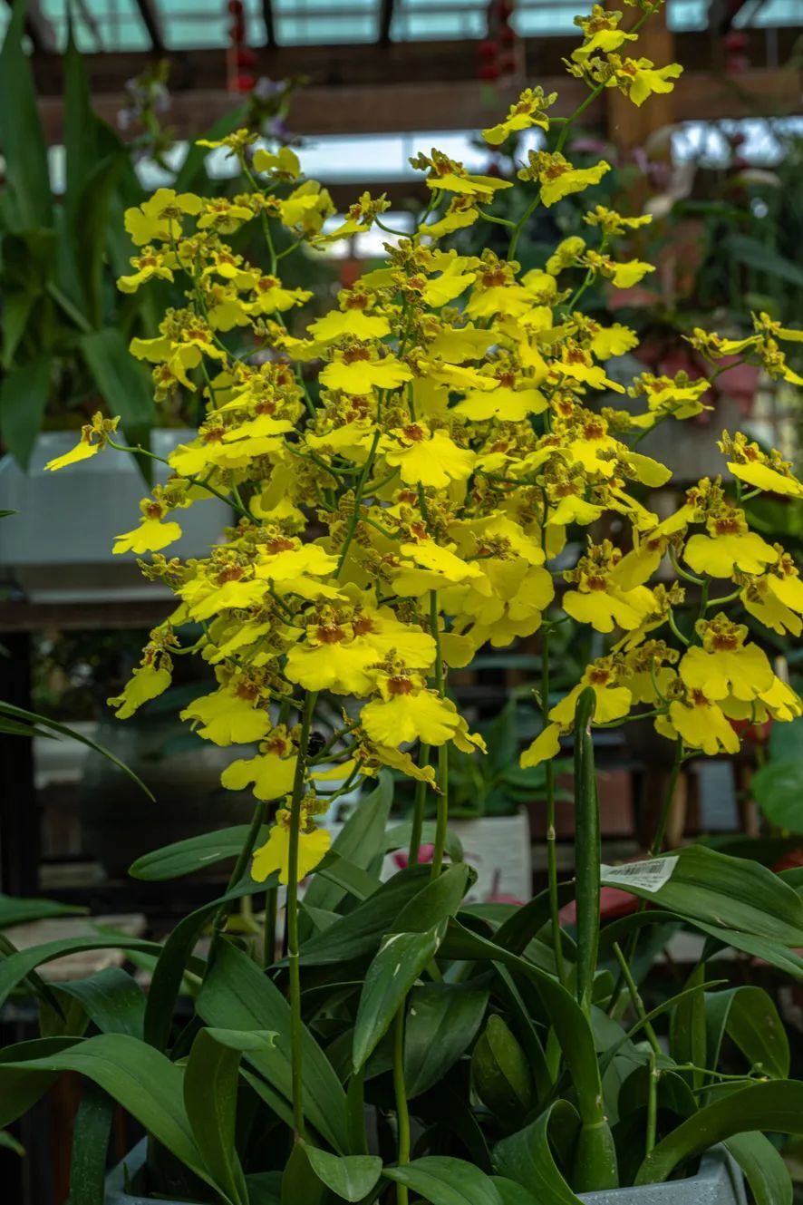 兰花之乡——兴义-腾讯新闻