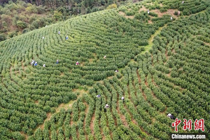 广西田林春分至采茶忙