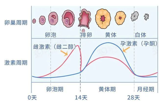 育龄期的女性,每个月会有卵泡(卵子)在卵巢成熟