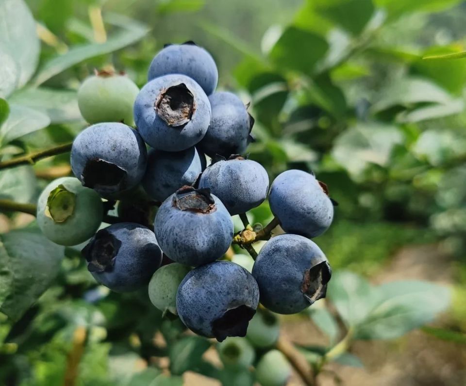 蓝莓采摘正当时!乐山这个地方29.9元就能入园畅吃