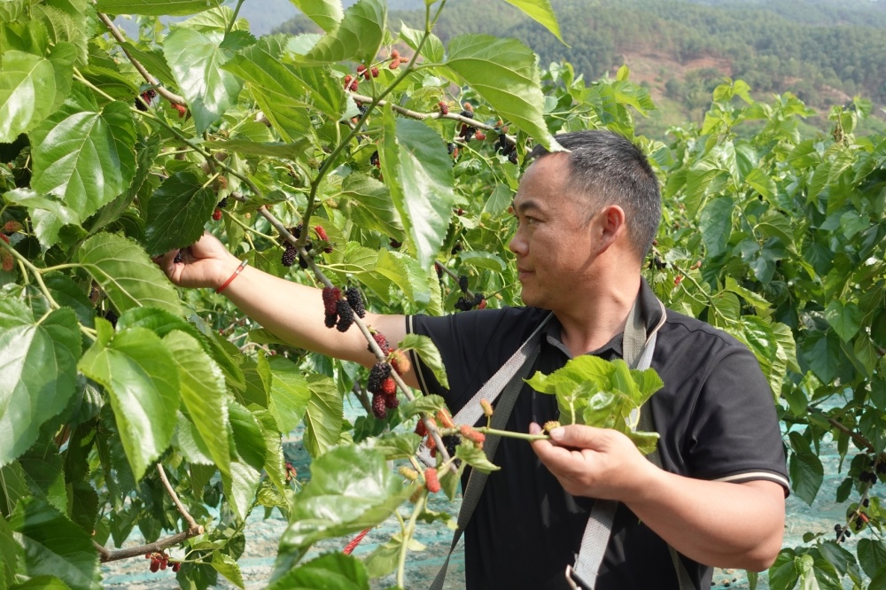 c视频攀枝花盐边鲜甜桑椹挂满枝品尝采摘正当时