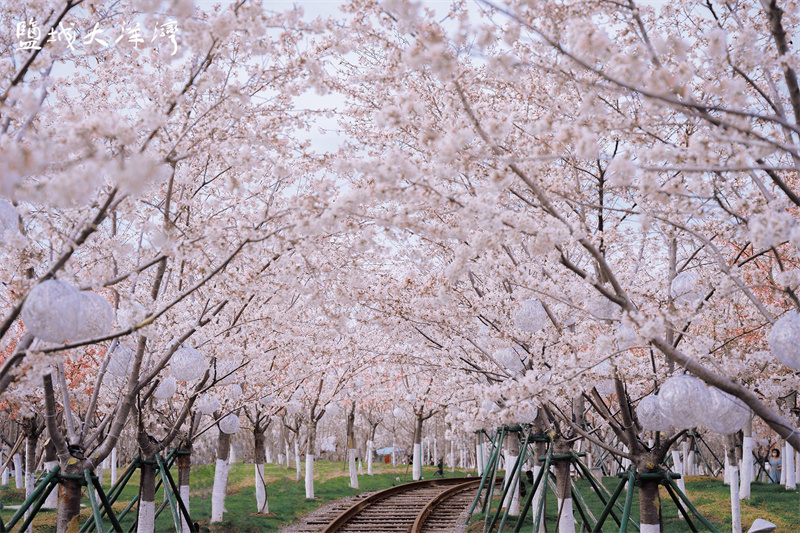 盐城大洋湾第九届樱花节启动_腾讯新闻