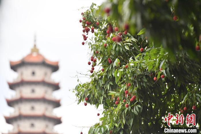 福州：中国现存胸径最大荔枝古树 “千年宋荔”又结新果_腾讯新闻