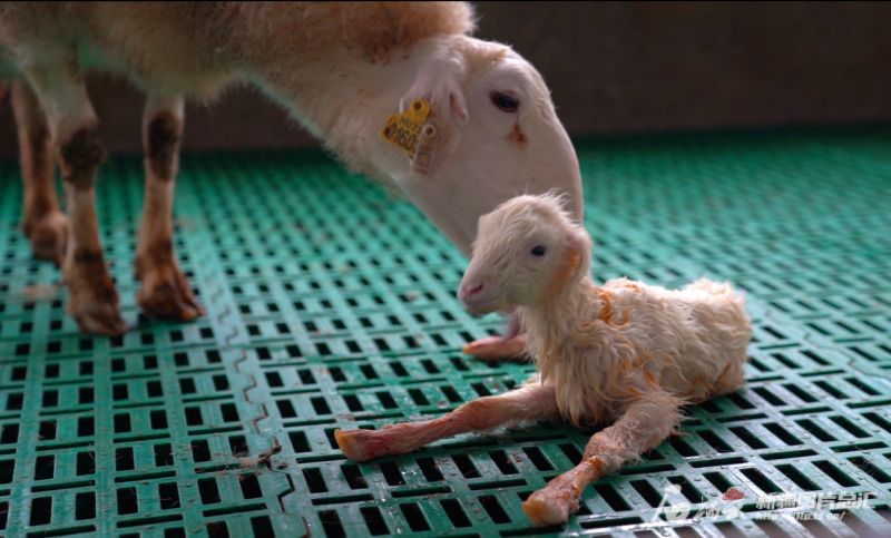 牧业有限公司繁育舍,温度适宜的圈舍内新出生的小湖羊紧跟在母羊旁边