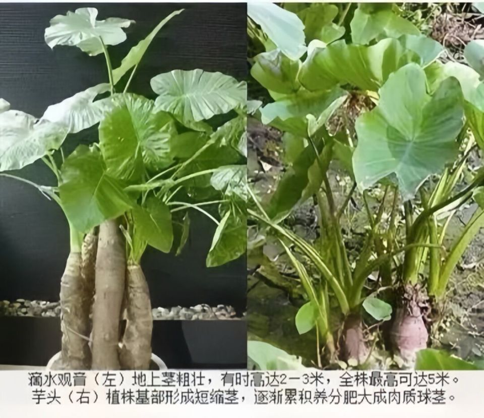 别碰别摘别吃,这种高仿"芋头"有毒!