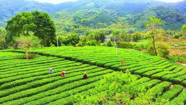 龙门茶农采摘山茶目前,龙门县正大力构建1 2 3全域旅游空间格局