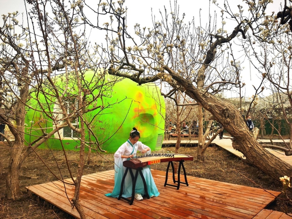 千树万树梨花开" 新疆库尔勒第七届香梨文化旅游节暨"梨花节"开幕