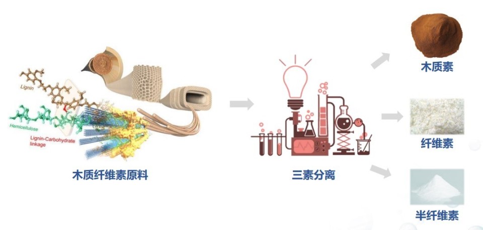 竹木秸秆"拆"出绿色高价值工业原料!