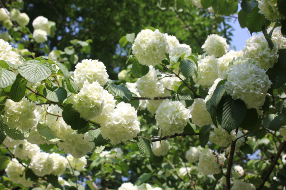 山姜花（山姜花花语?） 第11张