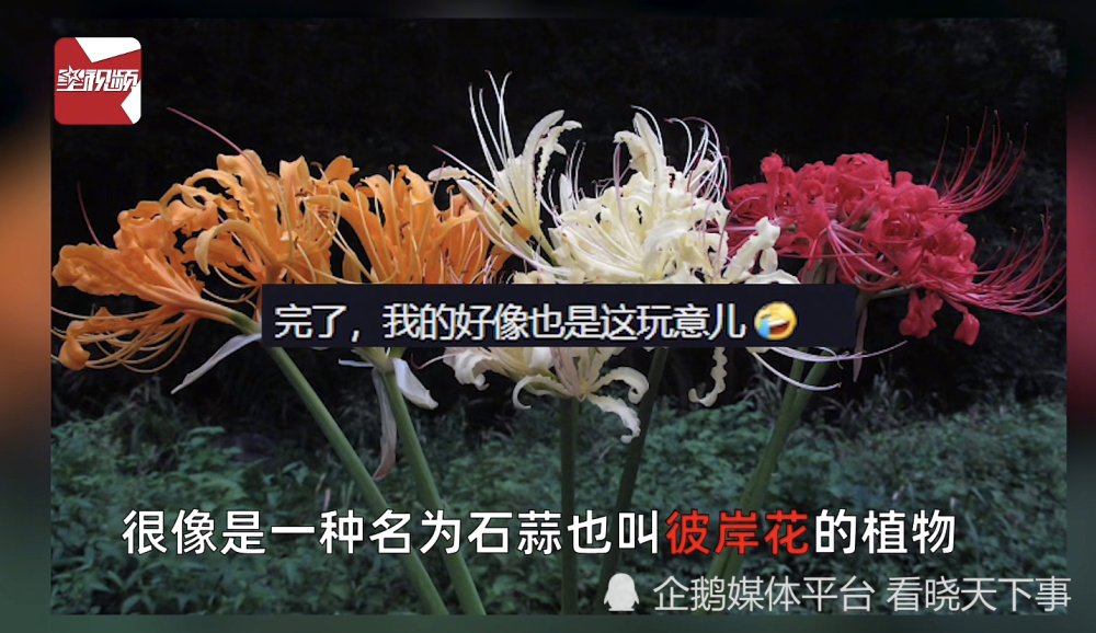 死人花（死人花圈图片大全集） 第3张