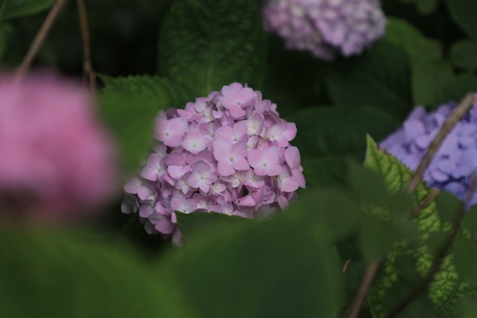 3万余株"绣球"开放!湖南省植物园2024"夏之恋"花展开幕