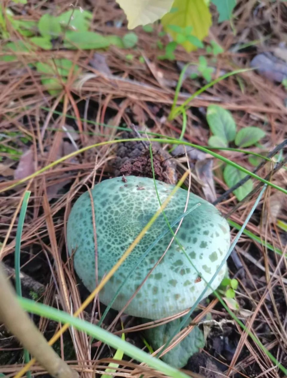野生菌美食|雨季来临之际,云南人化身"菇勇者".
