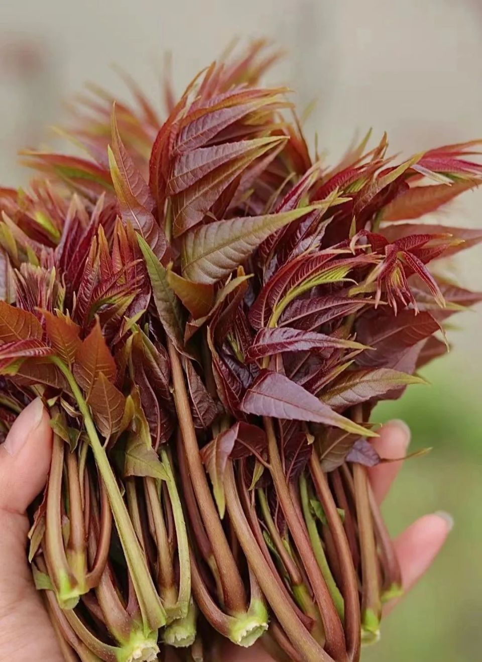 香椿芽真实图片