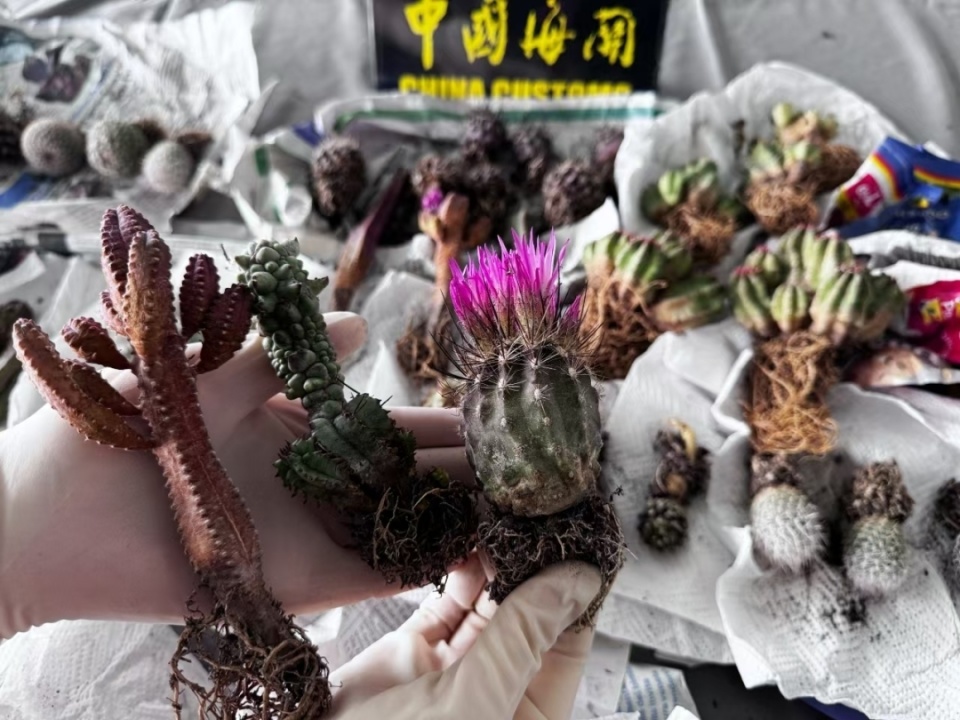 九洲海关截获濒危物种仙人掌49件